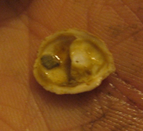 gasteropode da id